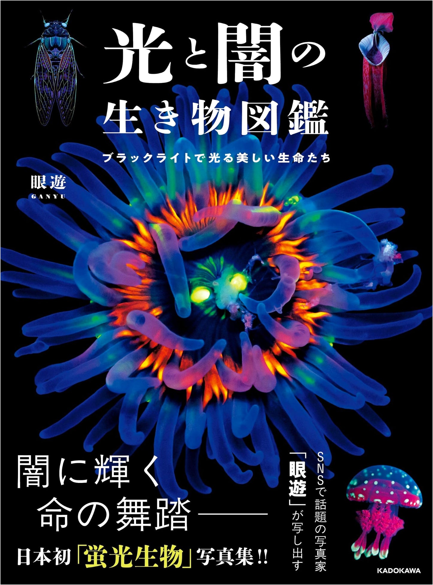 Creatures of Light and Shadow: Bioluminescent Life Revealed by Blacklight