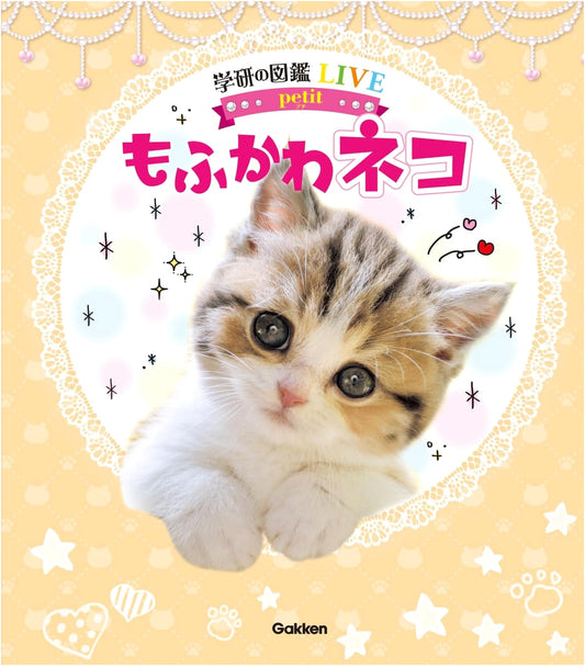 Adorable Fluffy Cats