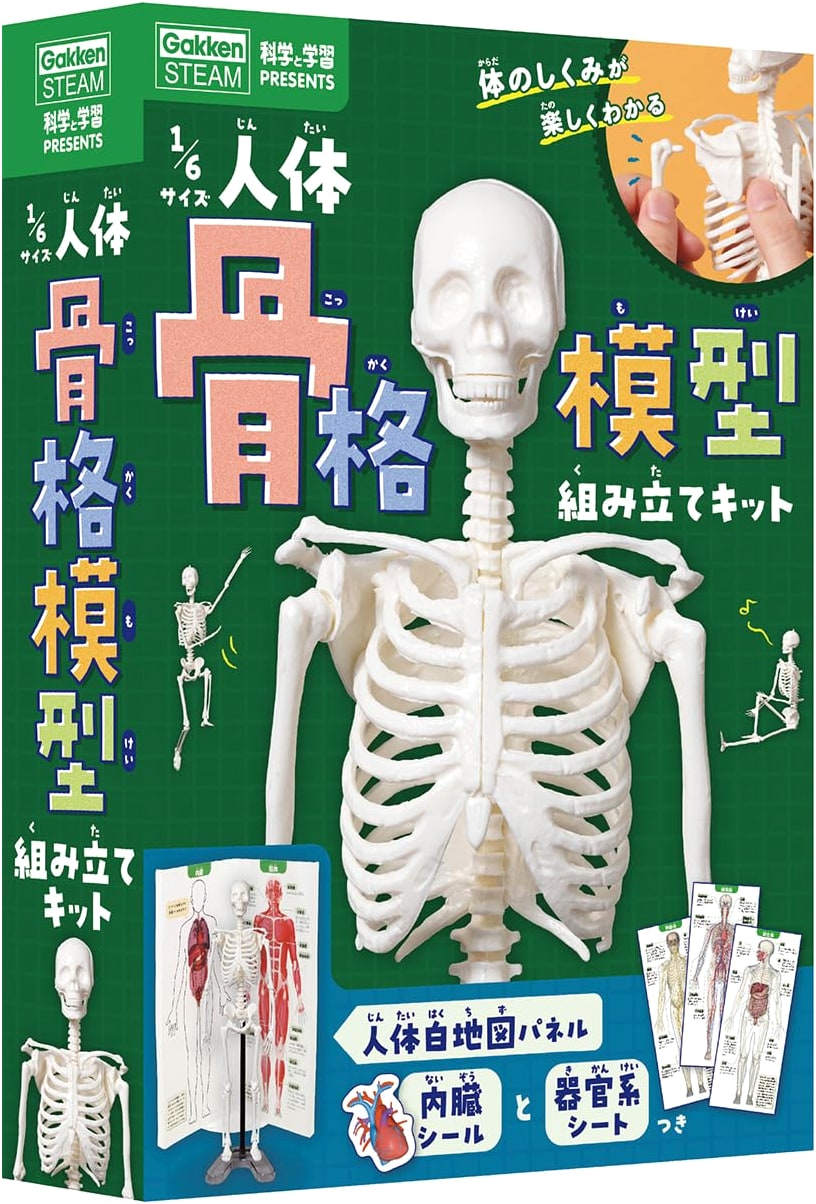 1/6 Scale Human Skeleton Model Assembly Kit (Science & Learning Presents)