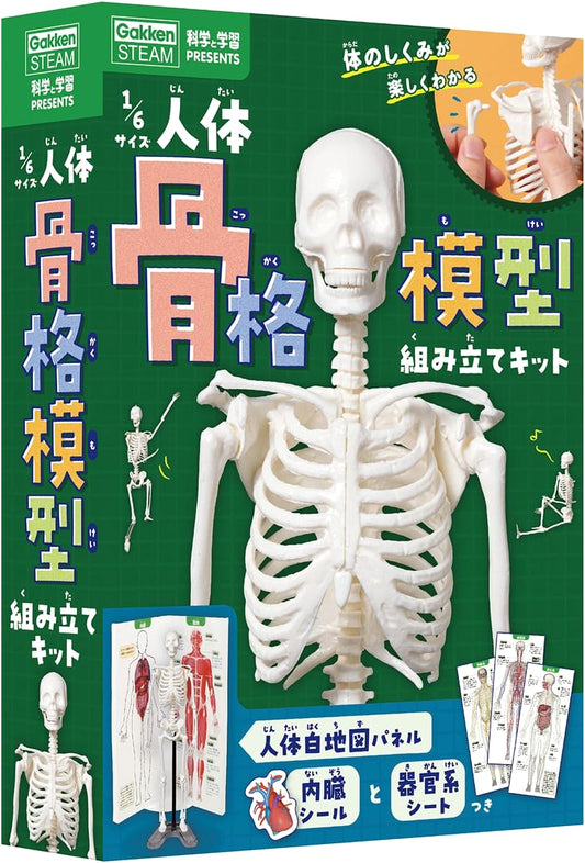 1/6 Scale Human Skeleton Model Assembly Kit (Science & Learning Presents)