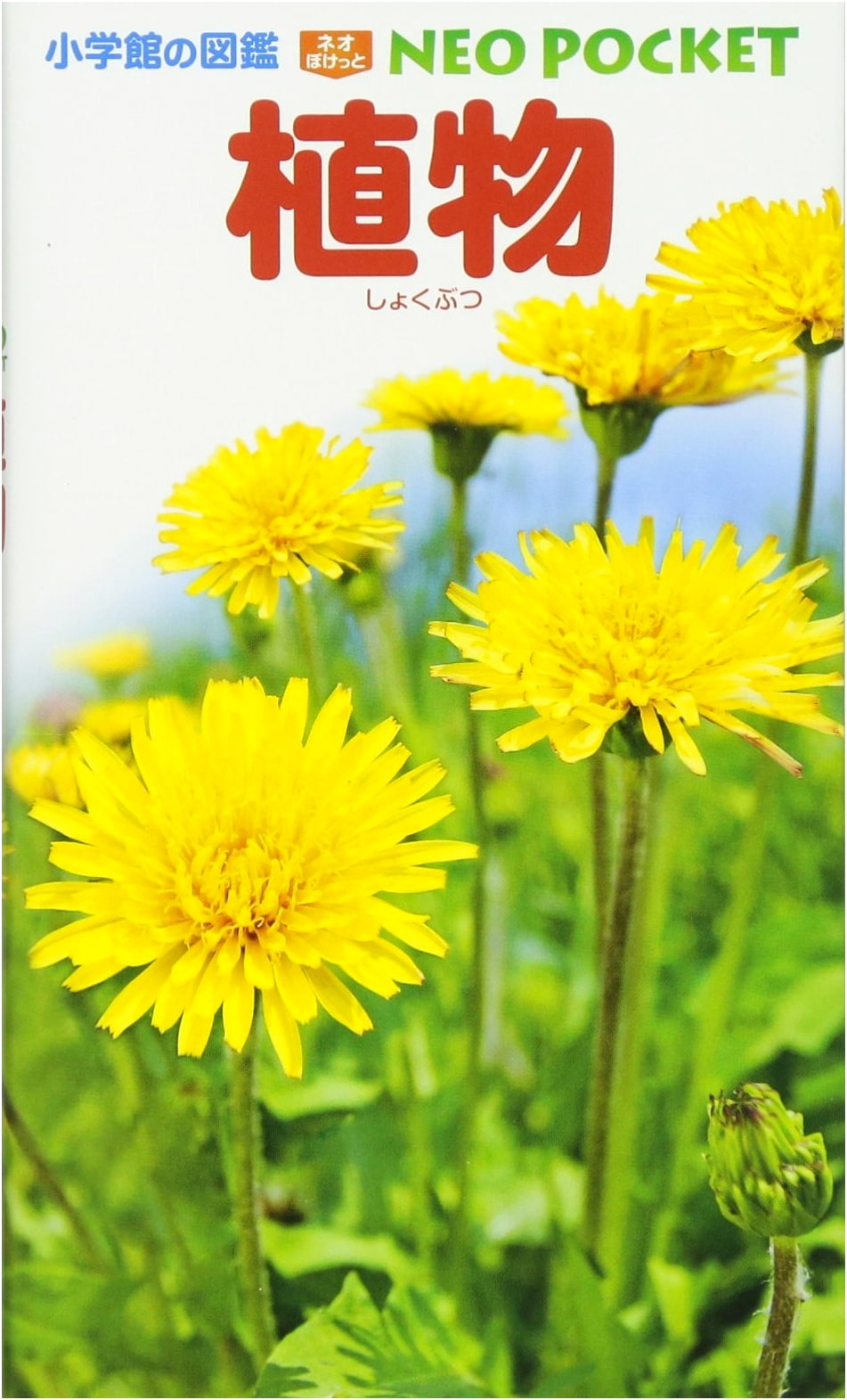 Plants by Hiromi Okada: A Visual Guide
