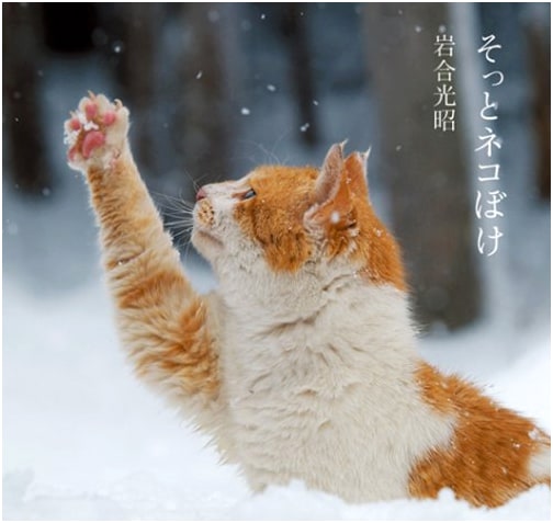 Softly Cat Crazy by Mitsuaki Iwago