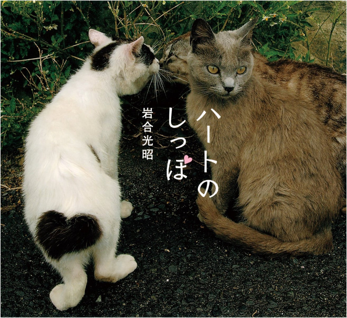 Heart's Tail