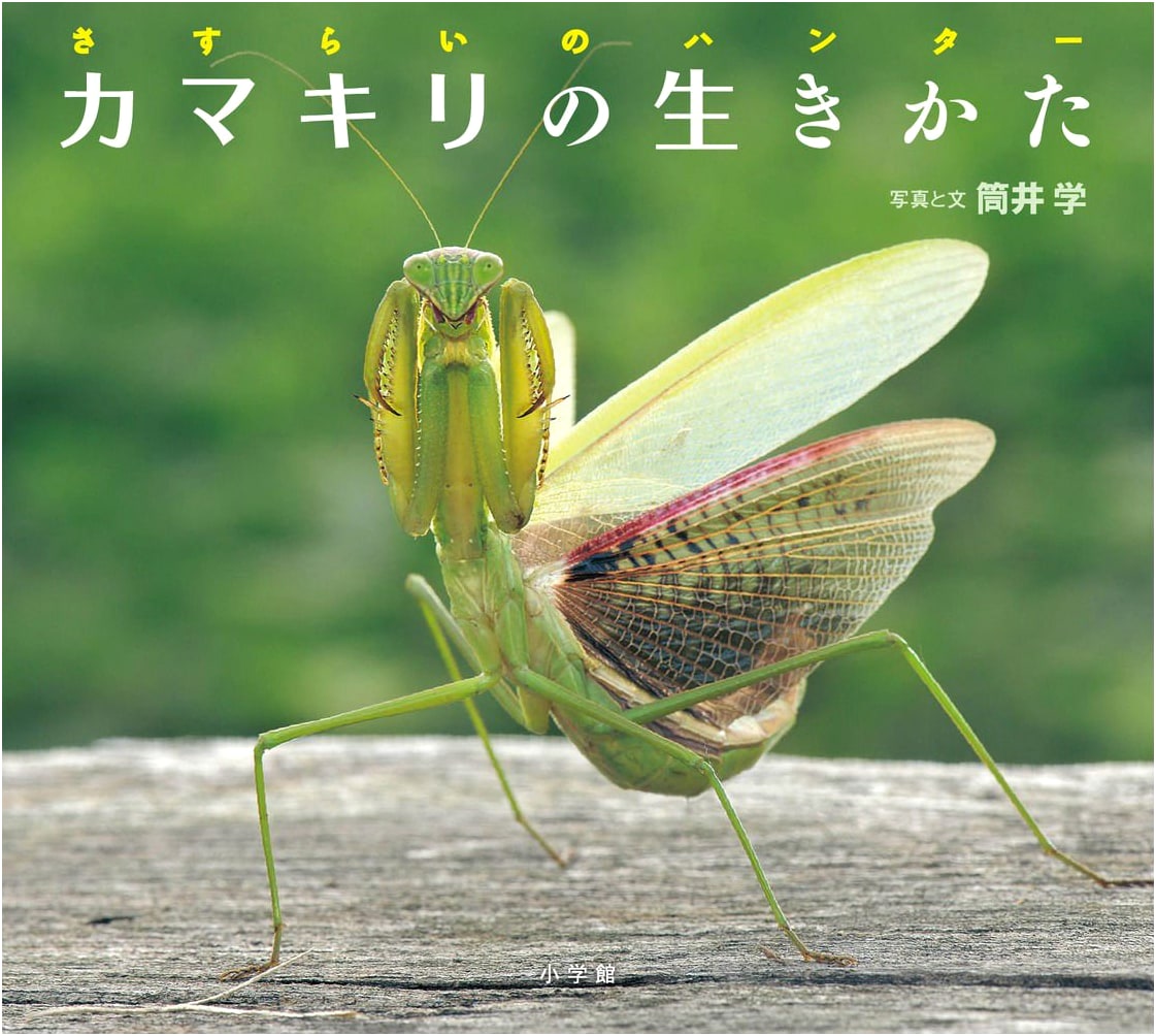 Praying Mantis Life: The Wandering Hunter