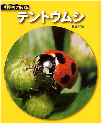 Ladybug