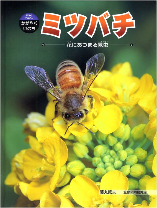 Honeybees: Insects Gathering on Flowers (Science Album: Shining Life 4)