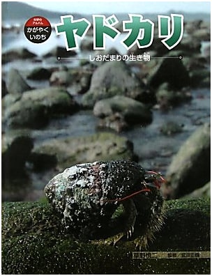 Hermit Crabs: Creatures of Tide Pools (Science Album, Shining Life Vol. 6)