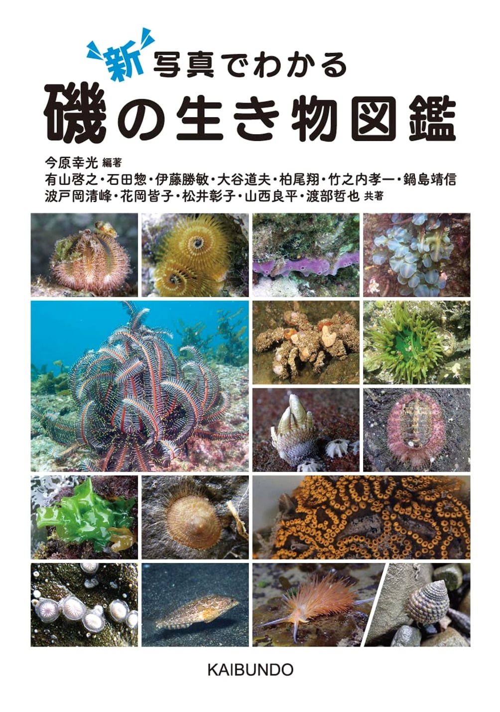 New Illustrated Guide to Seashore Creatures (with Photos)