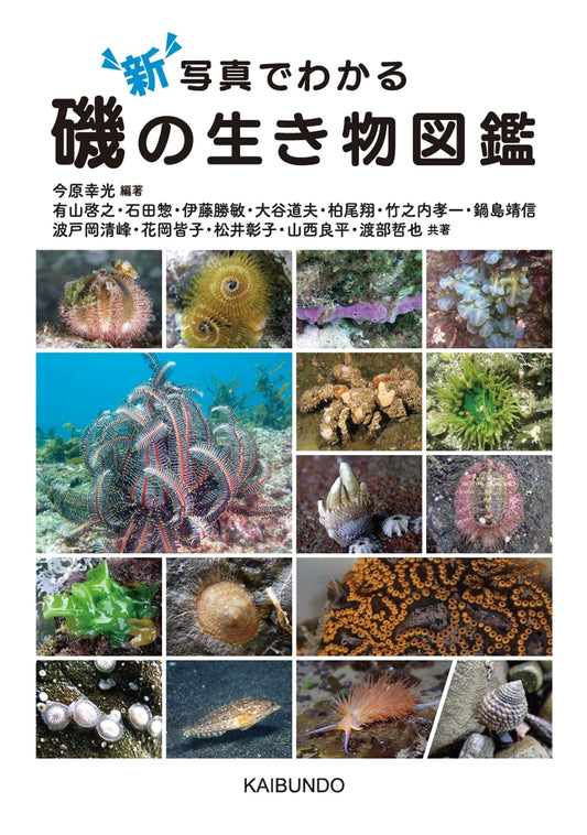 New Illustrated Guide to Seashore Creatures (with Photos)