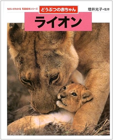 Lion: Baby Animals (Picture Book Series - Spotting Differences in Baby Animals)