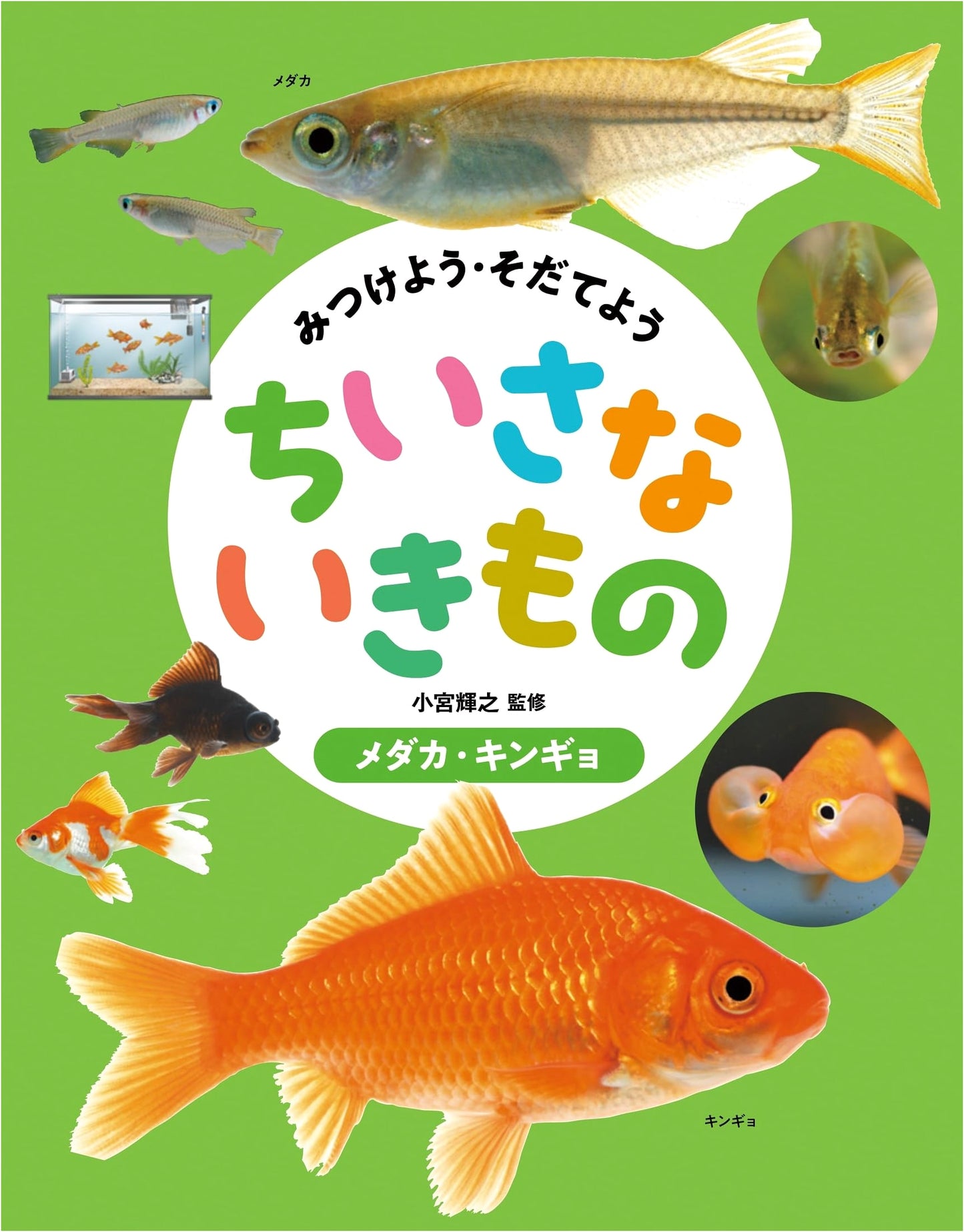 Medaka and Goldfish: Discover and Nurture Small Creatures (Let's Find & Raise Them)