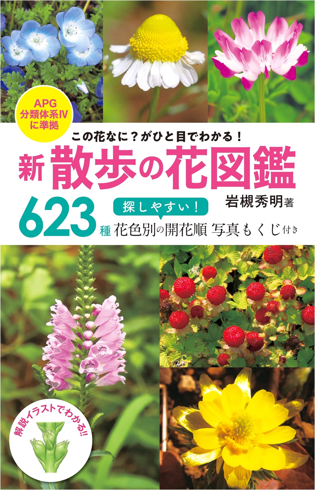 What's This Flower? A New Visual Guide to Walking Flowers APG Classification IV