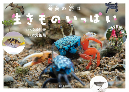 Amami's Bountiful Seas: A Rich Tapestry of Marine Life