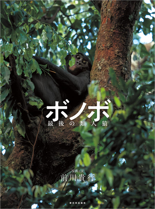 Bonobo: The Last Great Ape