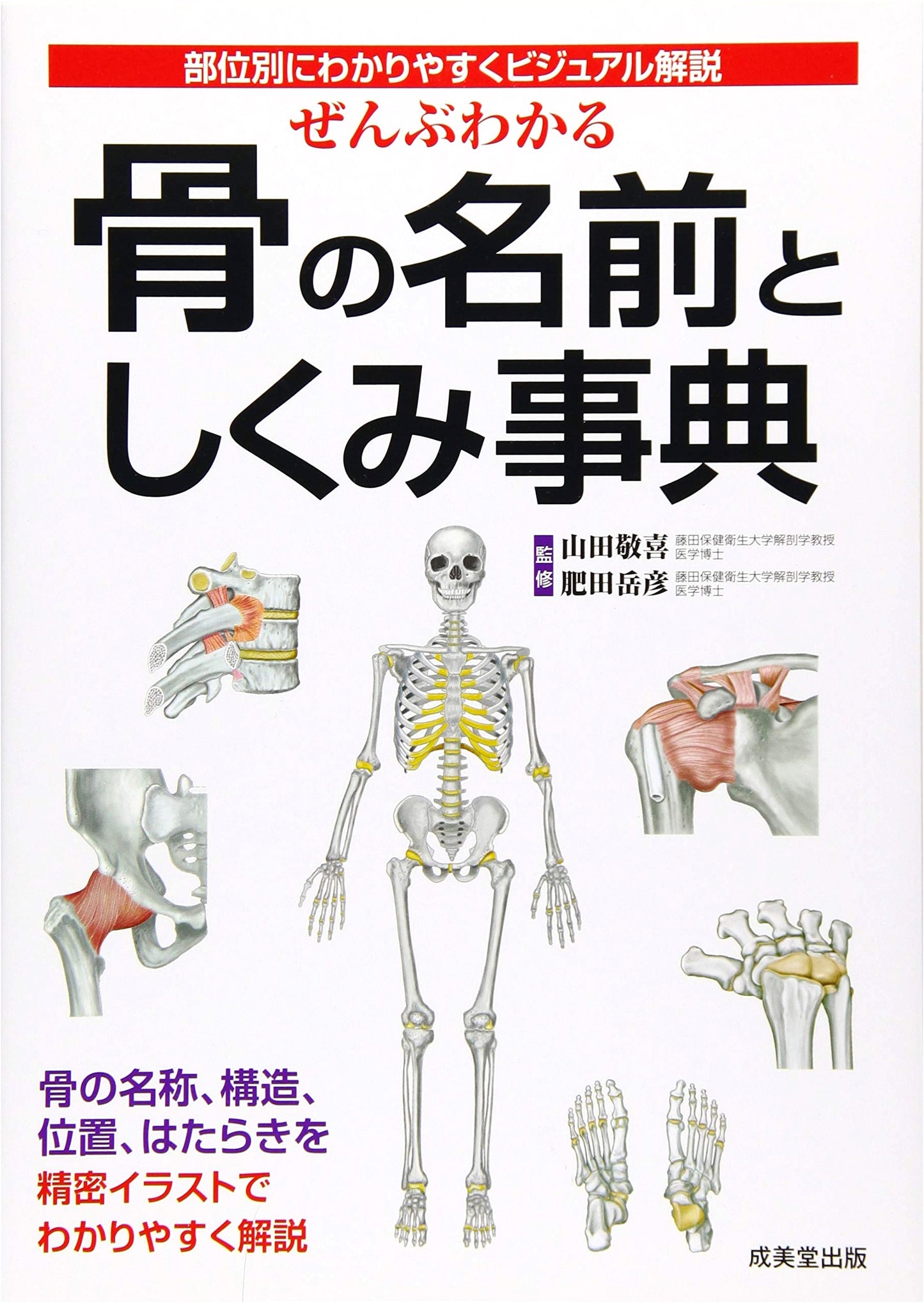Complete Visual Guide to Bone Names & Structures: An Easy-to-Understand Encyclopedia