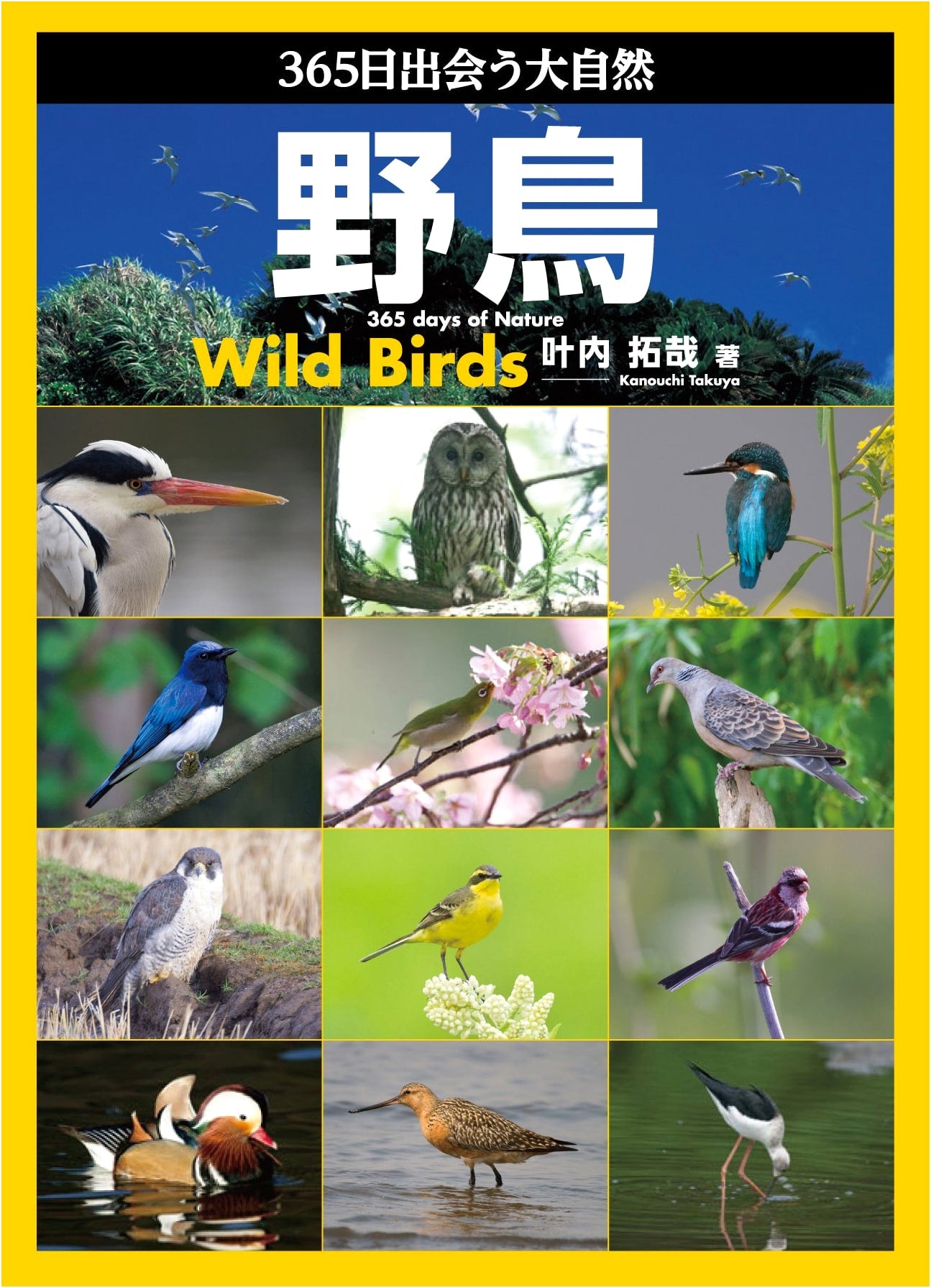365 Days with Wild Birds: A Journey Through Nature