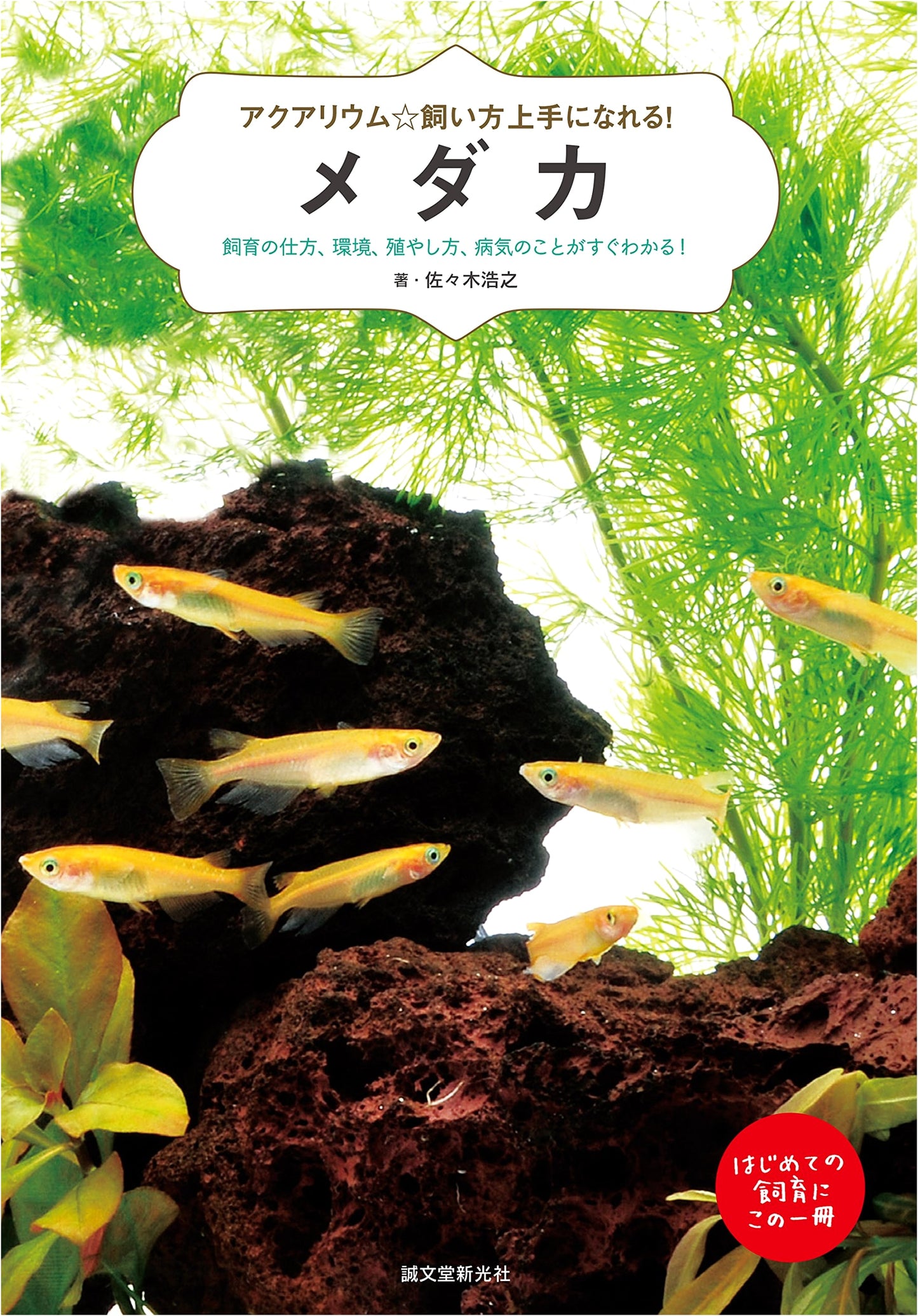 Medaka Rice Fish: The Complete Guide to Care, Environment, Breeding & Diseases