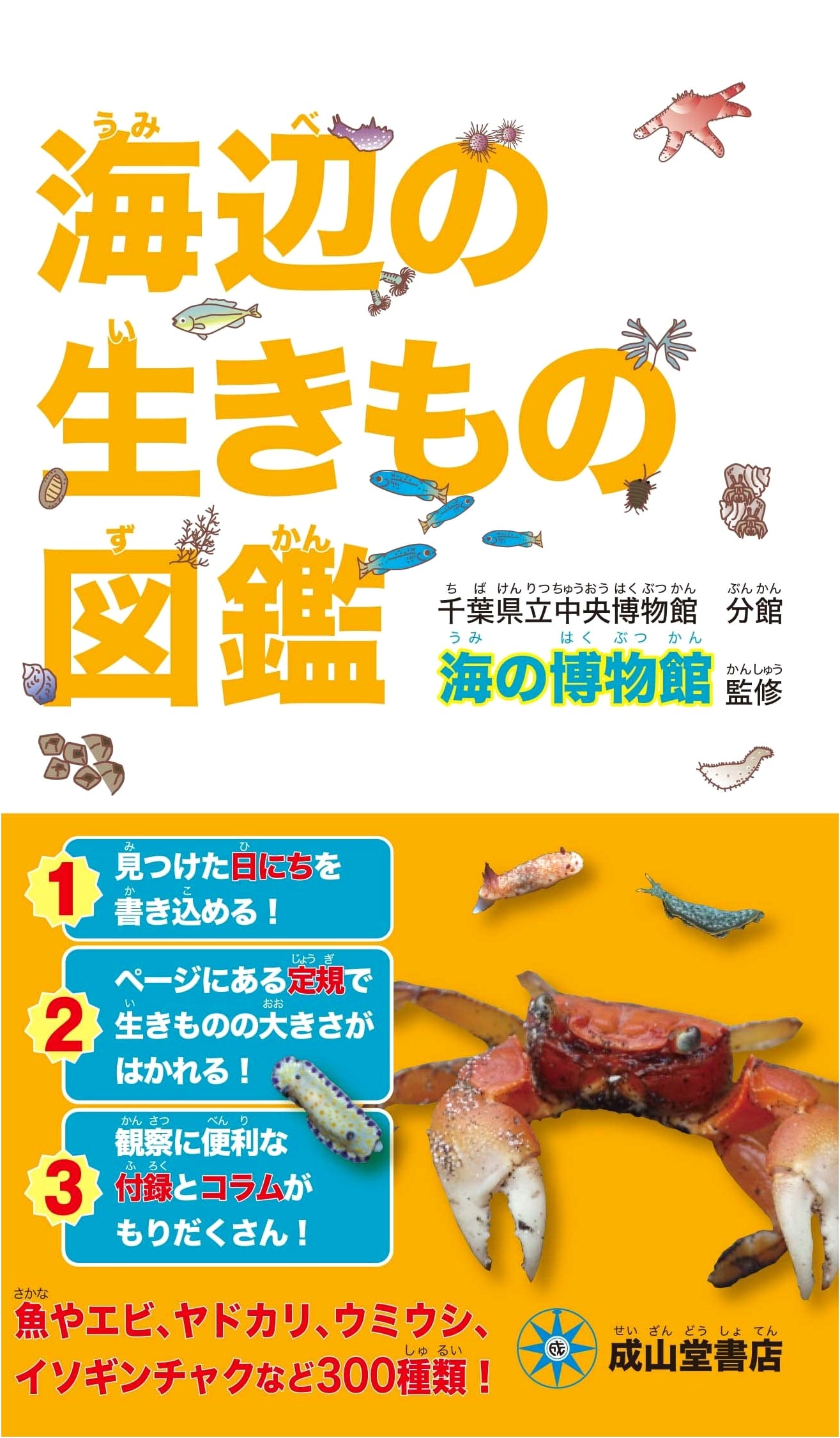 Illustrated Guide to Seaside Creatures