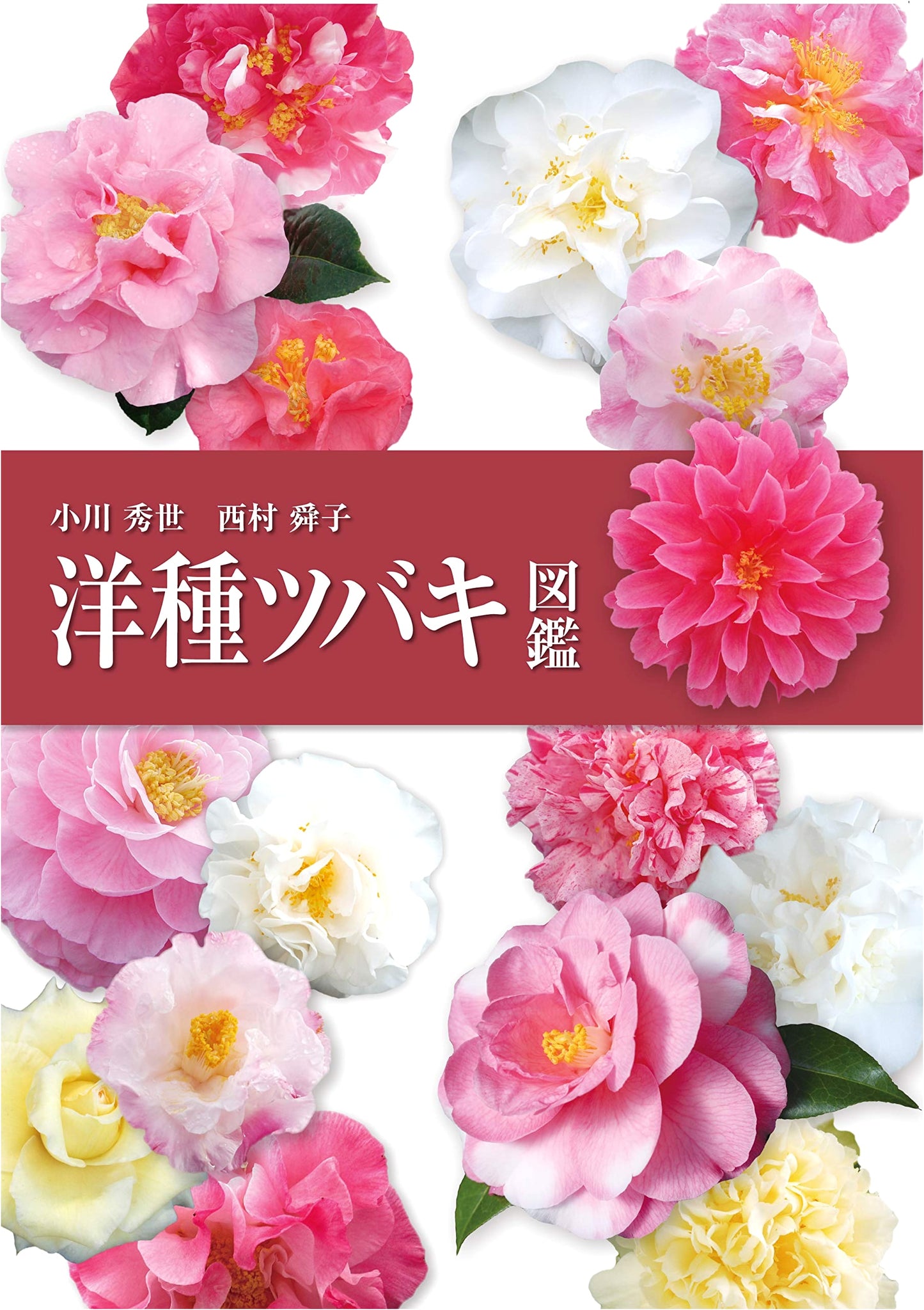Illustrated Guide to Western Camellias