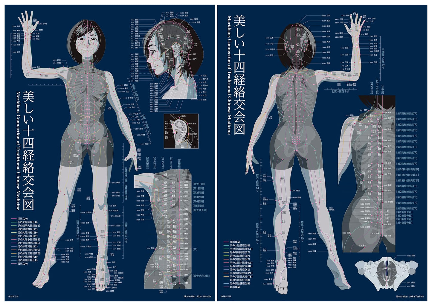 Beautiful Illustrations of the Fourteen Meridians