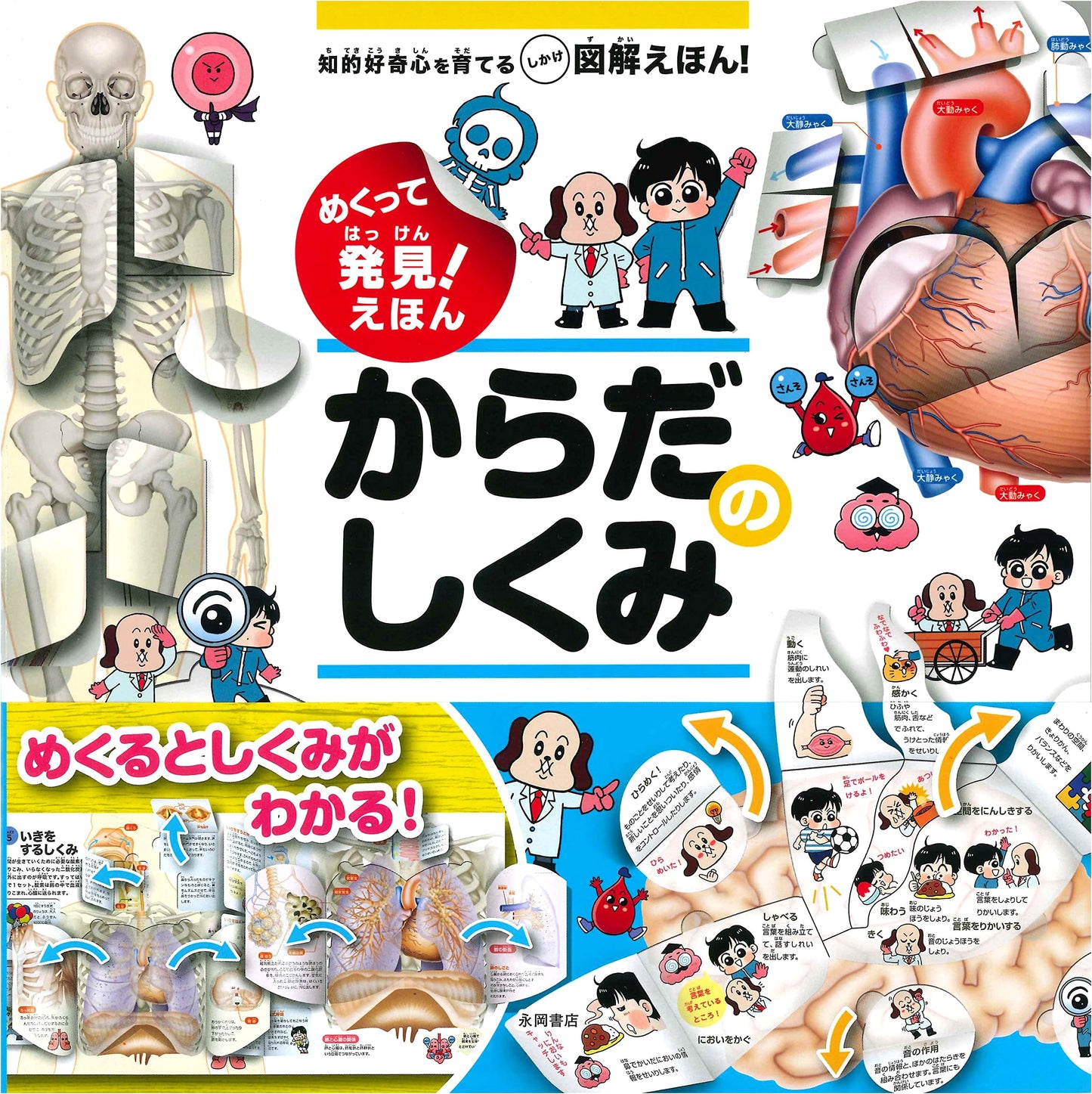 Discover by Flipping! A Picture Book on How the Human Body Works