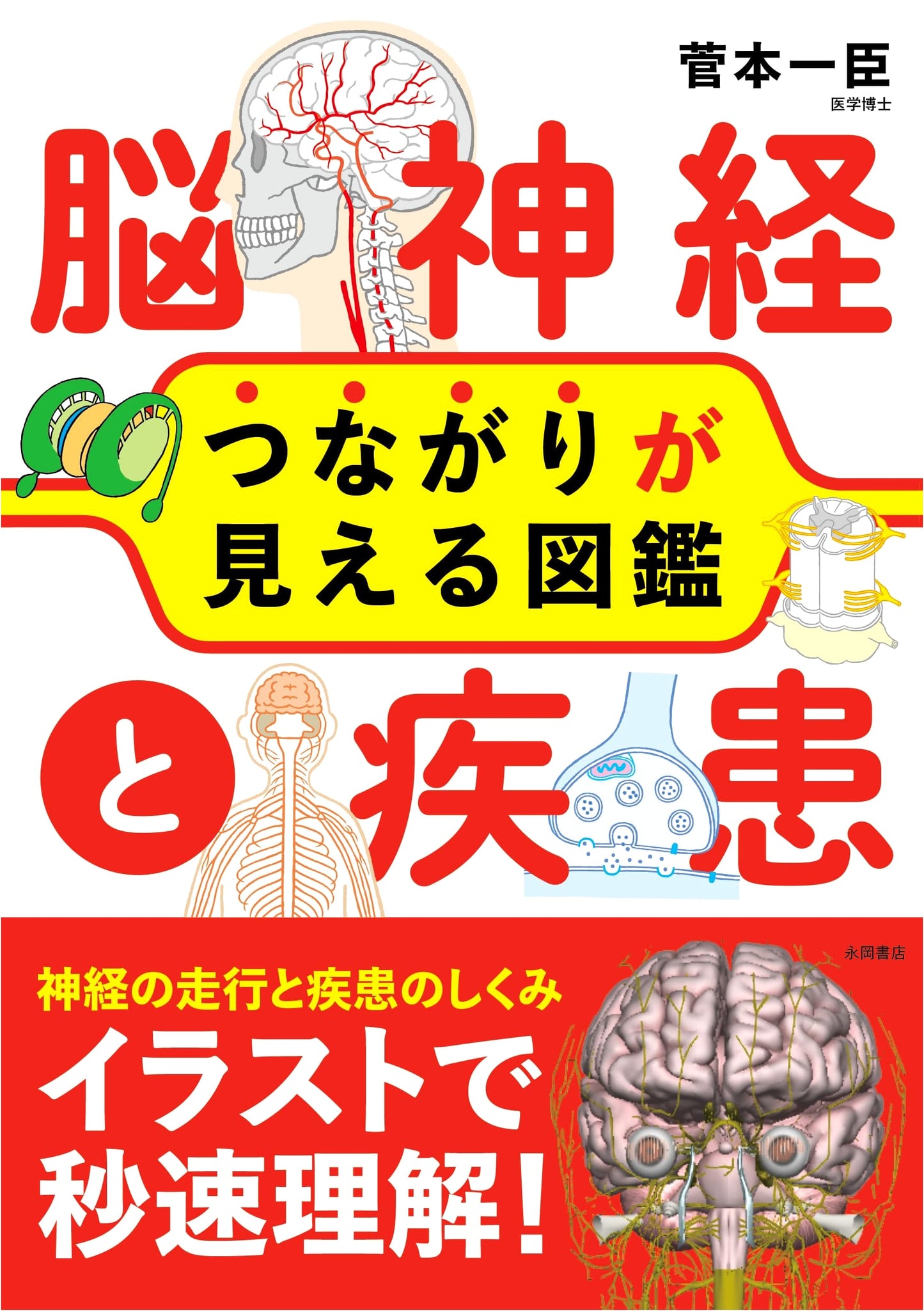 Brain Nerves and Diseases: An Illustrated Guide to Their Connections