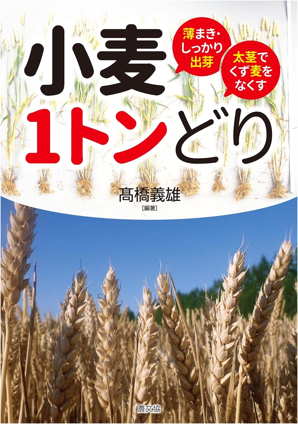 One Ton Wheat Harvest: Thin Sowing, Firm Germination, Thick Stems Eliminate Inferior Grains