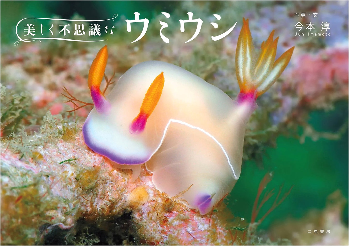 Beautiful and Mysterious Sea Slugs