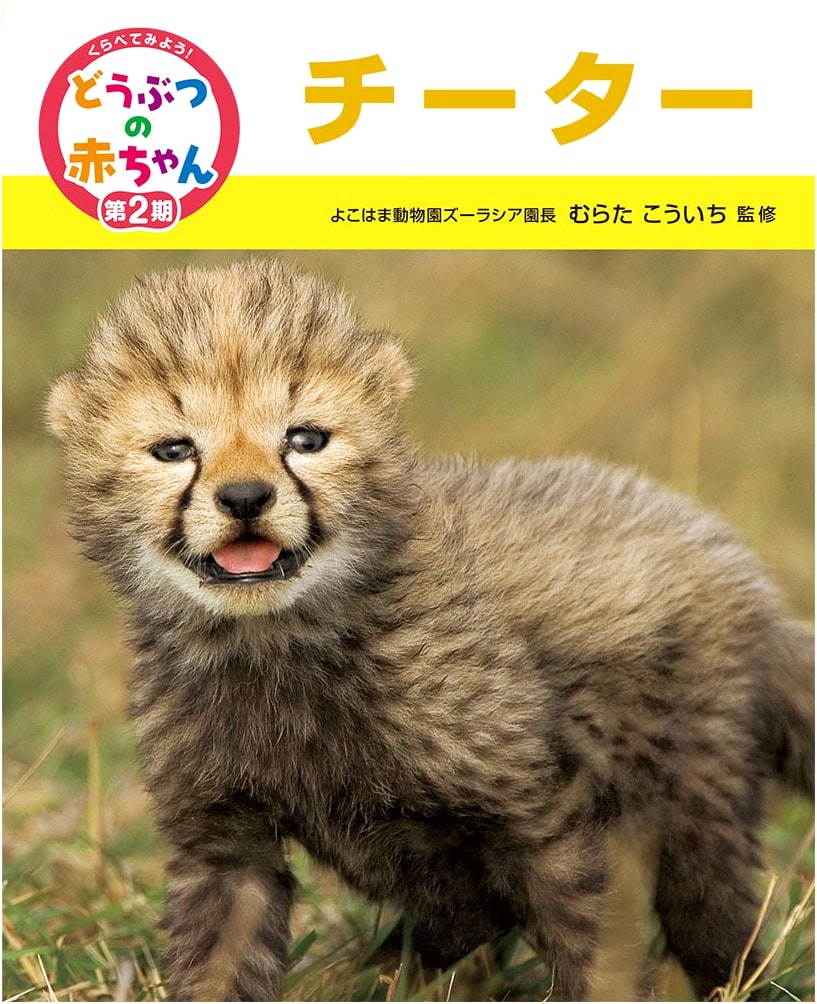 Cheetah