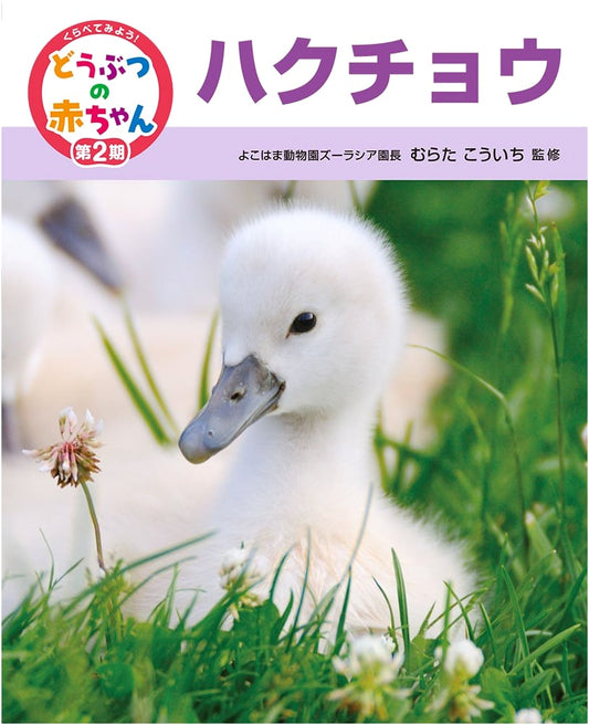 Swan