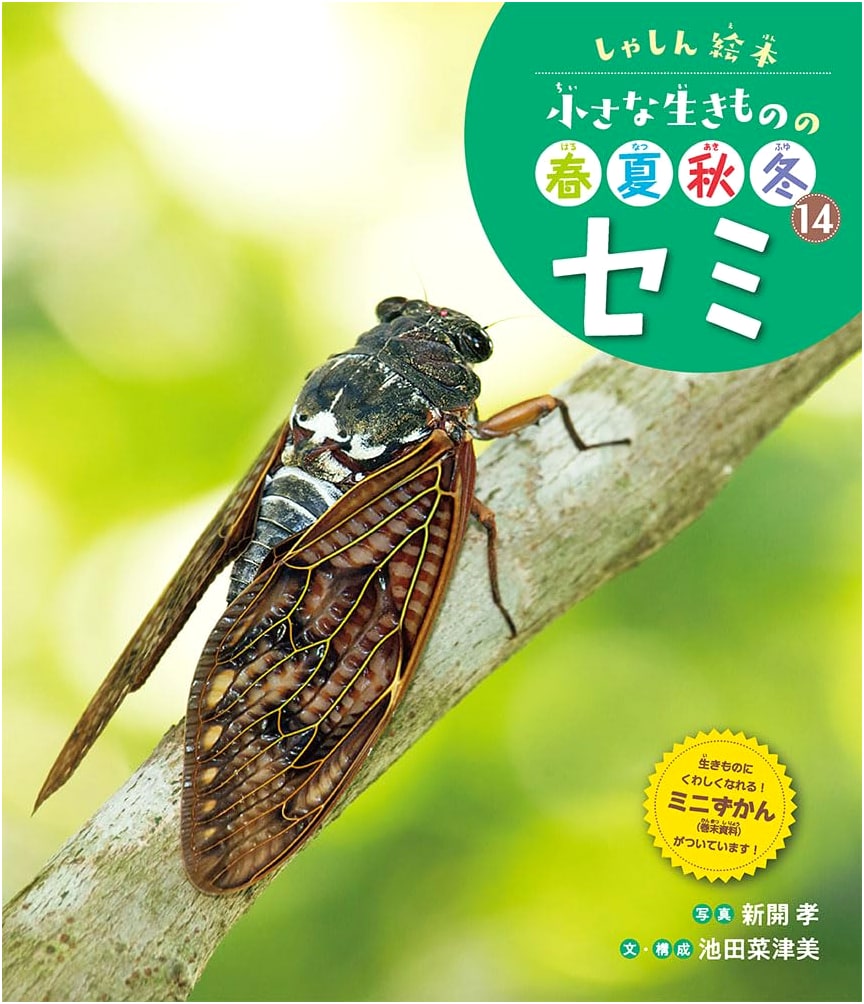 Cicada: A Photo Picture Book of Small Creatures Through the Seasons, Vol. 14