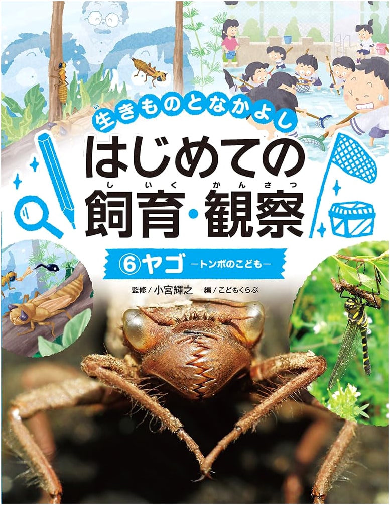 Dragonfly Nymphs (Let's Be Friends with Creatures: First Rearing & Observation 6)