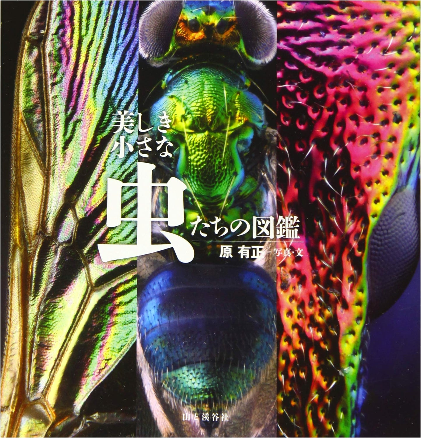 Illustrated Guide to Beautiful Small Insects