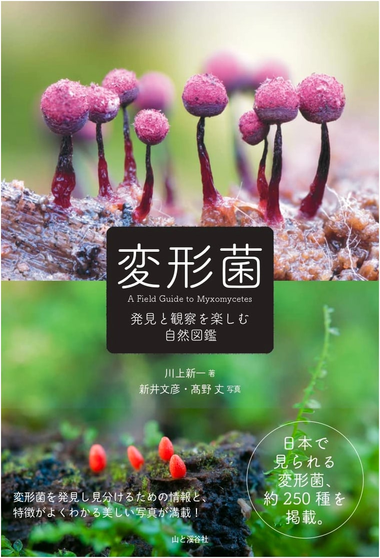 Slime Molds: A Nature Guide for Enjoying Discovery and Observation