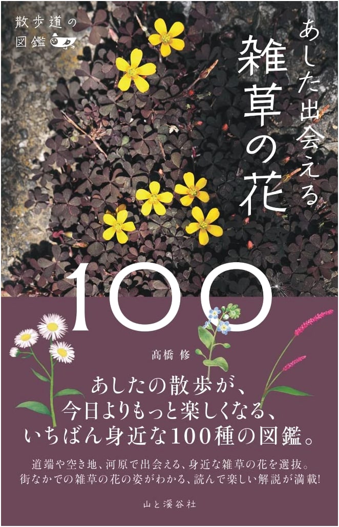 A Field Guide to Walking Path Wildflowers: 100 Blossoms to Discover