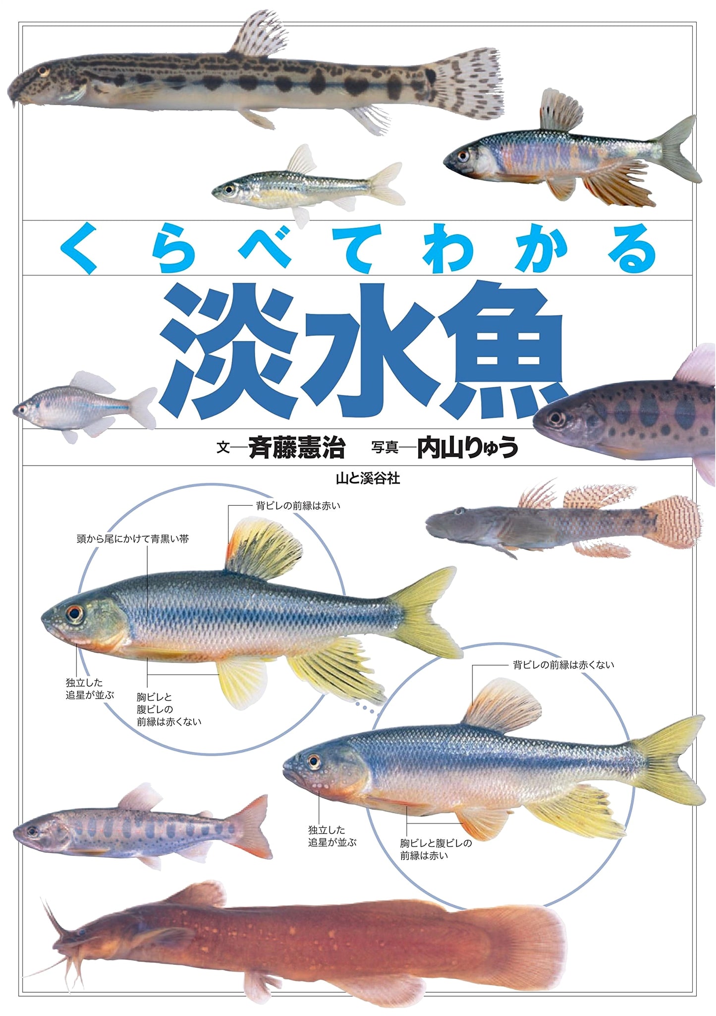 Freshwater Fish: A Comparative Guide