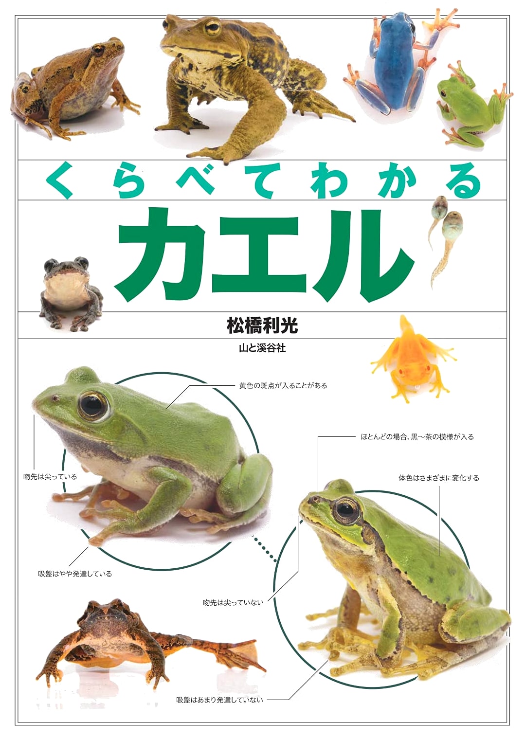Learn About Frogs: A Comparative Illustrated Guide (Illustrated Encyclopedia Series)