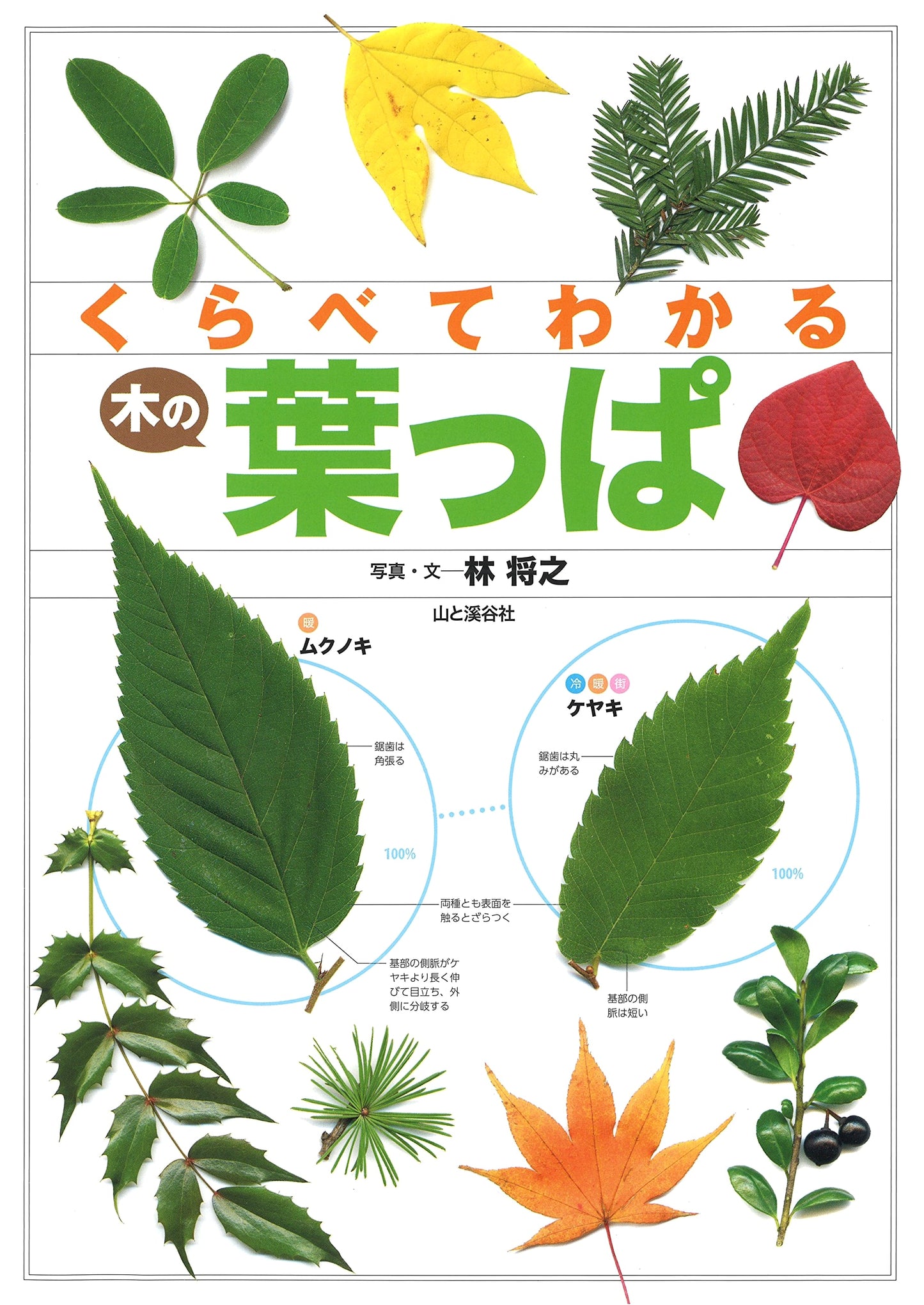Compare and Understand Tree Leaves: 550 Types Clearly Identified at a Glance!