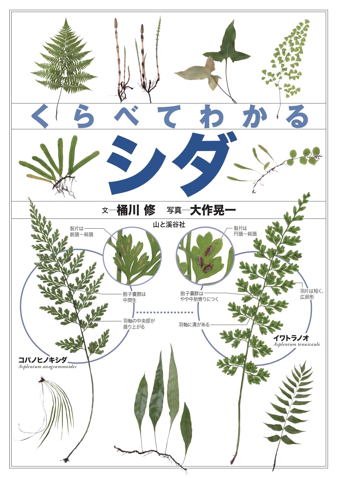 Comparing Ferns: An Illustrated Guide (Comparing Illustrated Guides)