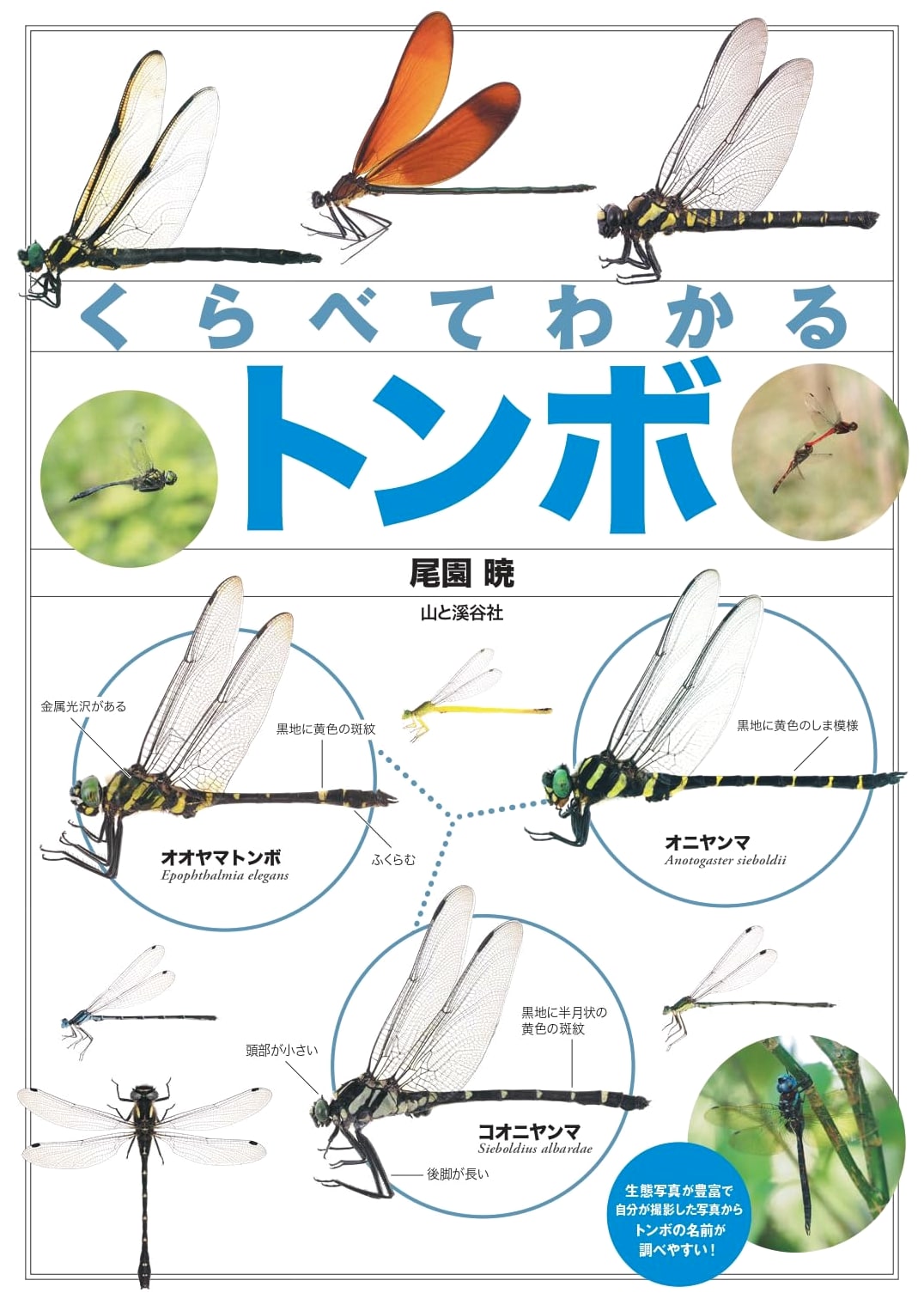 Comparing Dragonflies: An Illustrated Guide (Comparing Illustrated Guides)