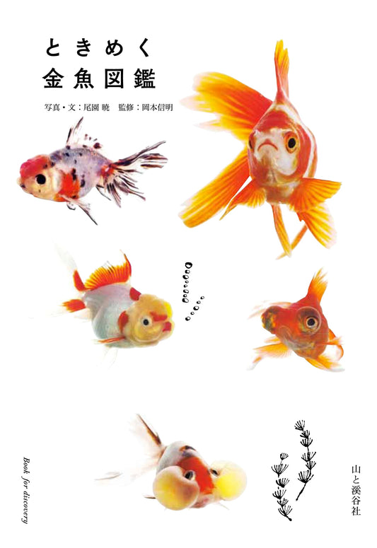 Enchanting Goldfish Illustrated Guide (Tokimeku Illustrated Guides Series)