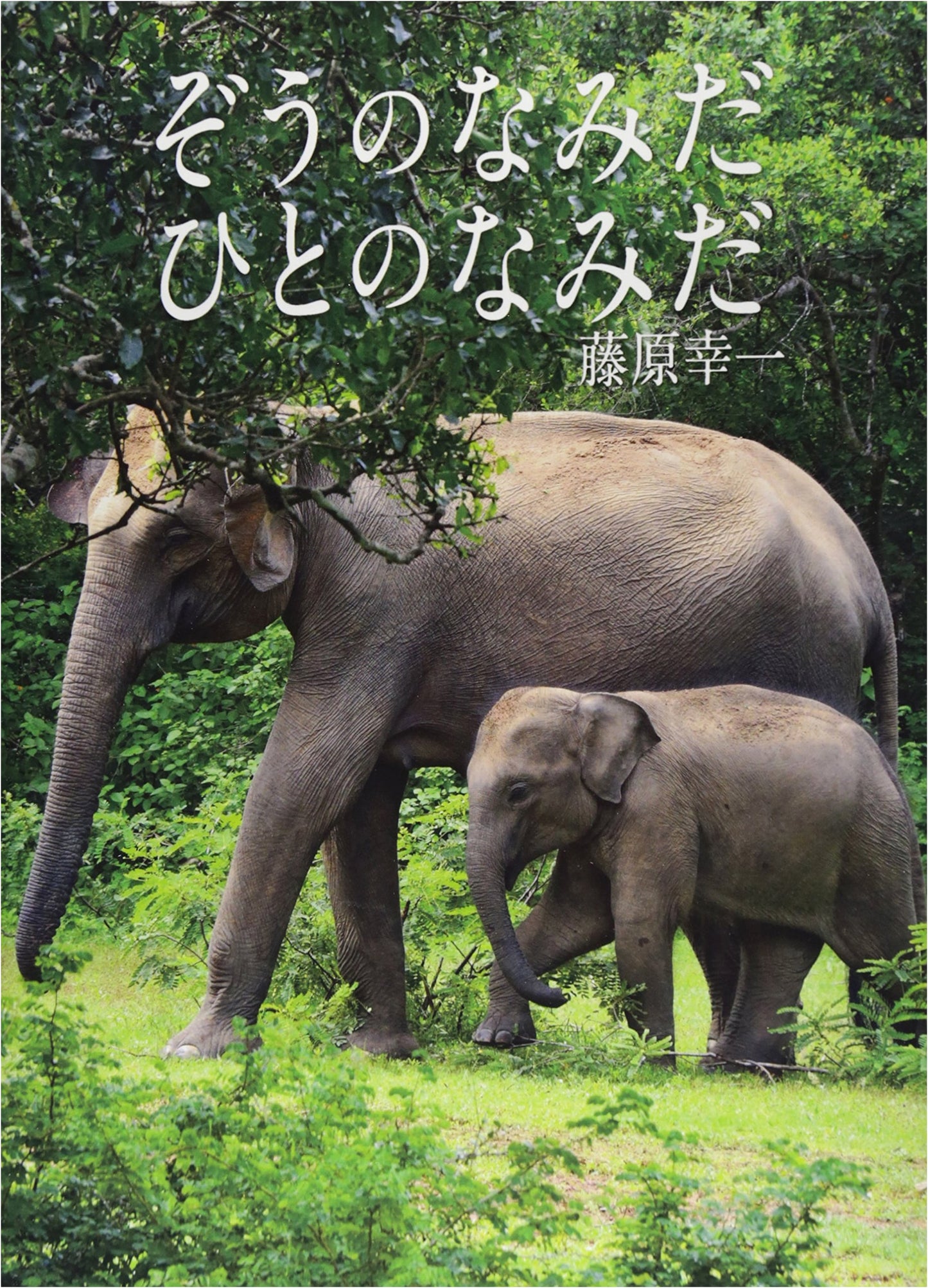 Elephant's Tears, Human's Tears
