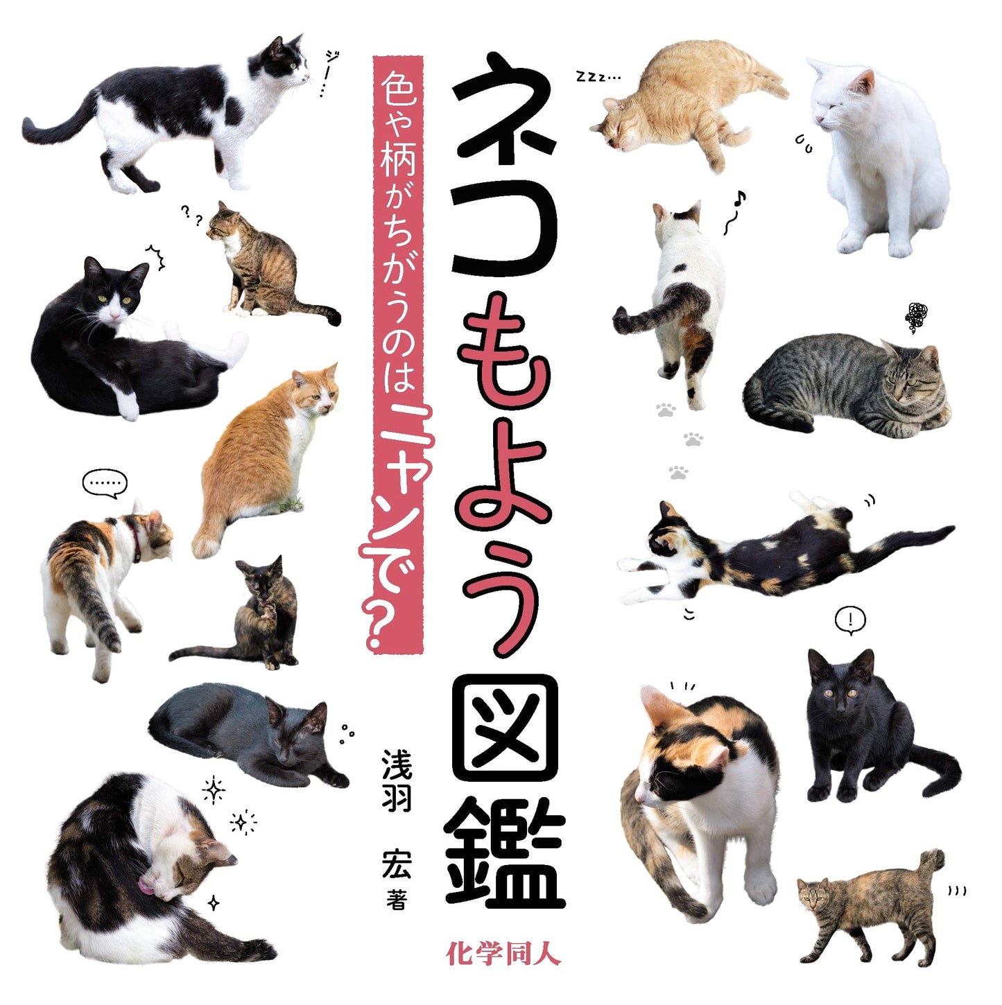 Cat Pattern Encyclopedia: Why Do Their Colors and Patterns Differ?
