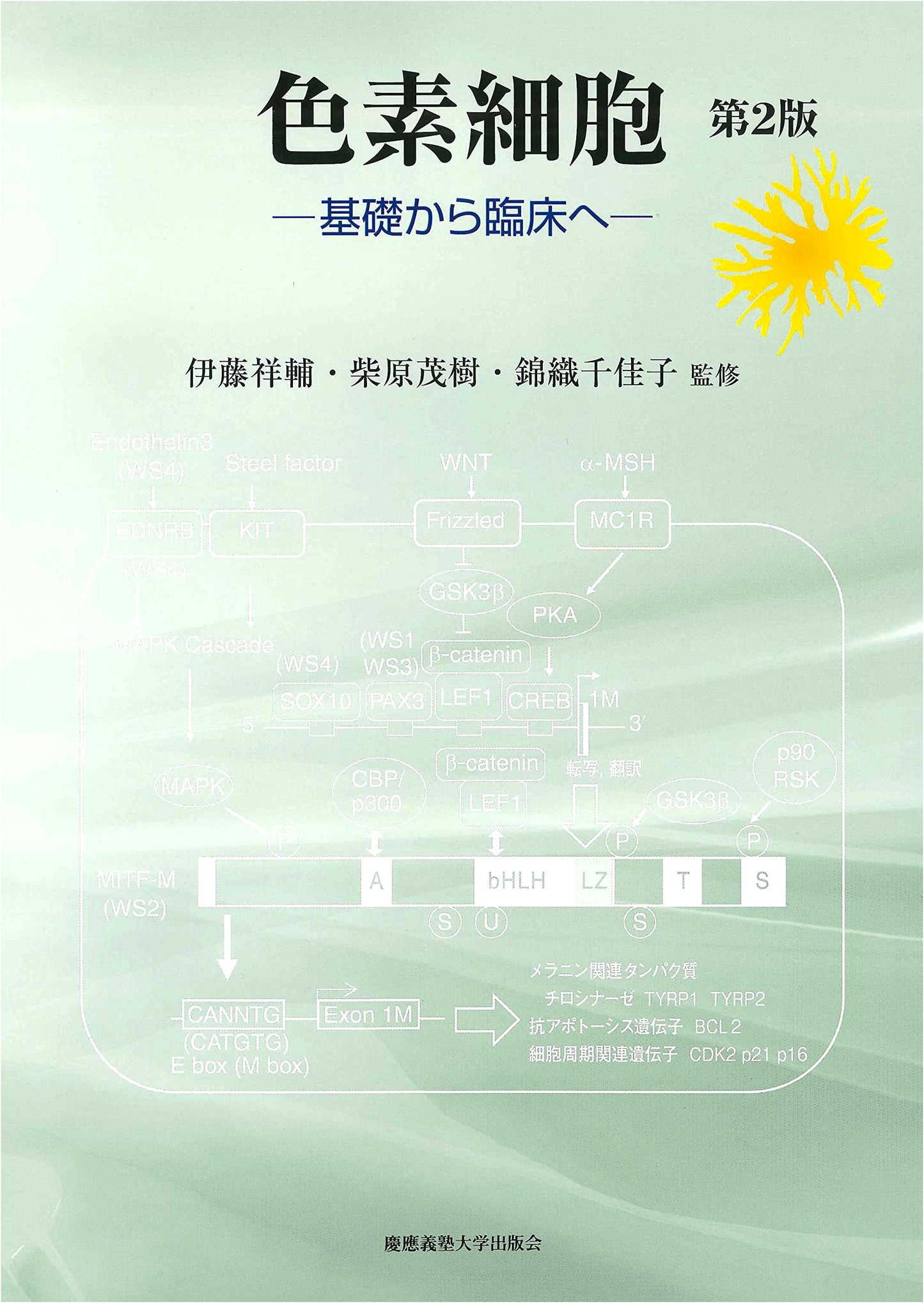 Pigment Cells 2nd Ed.: From Basic Research to Clinical Practice