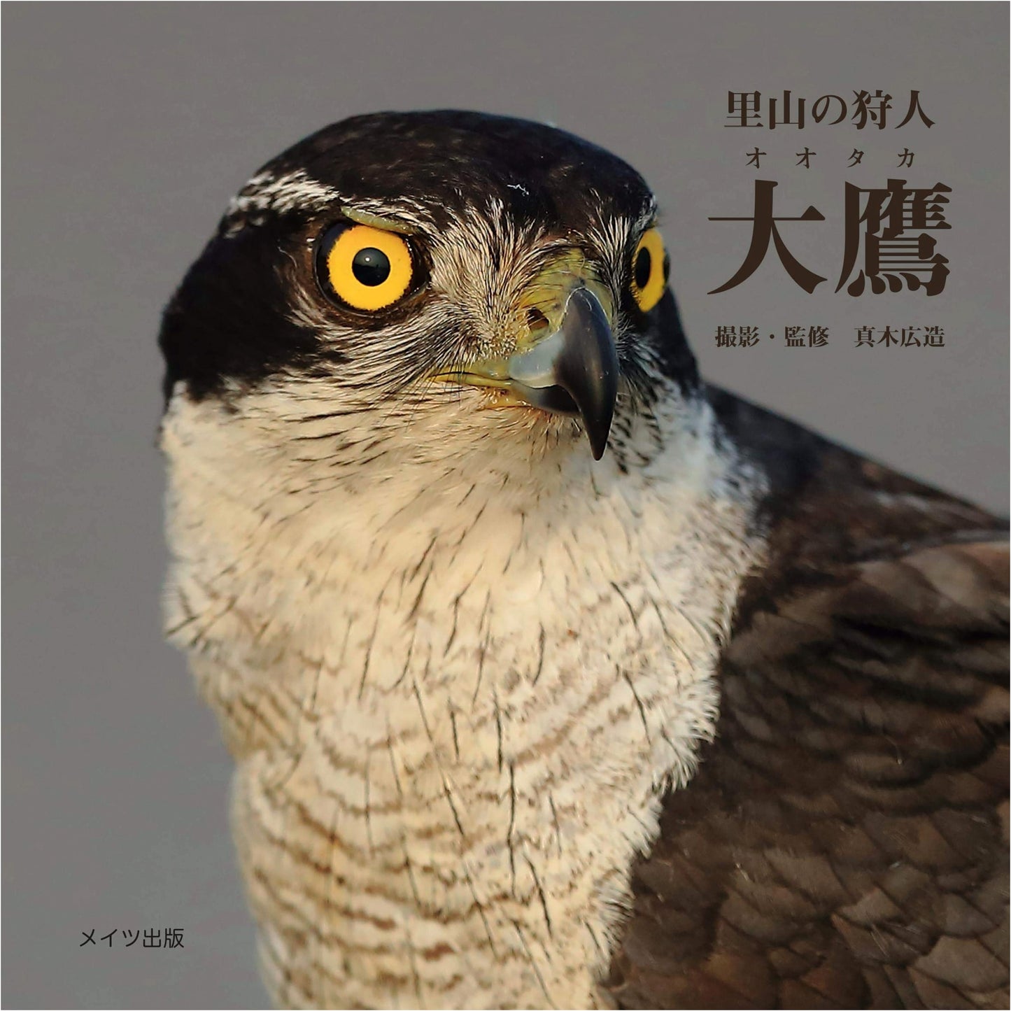 Satoyama Hunter: The Northern Goshawk
