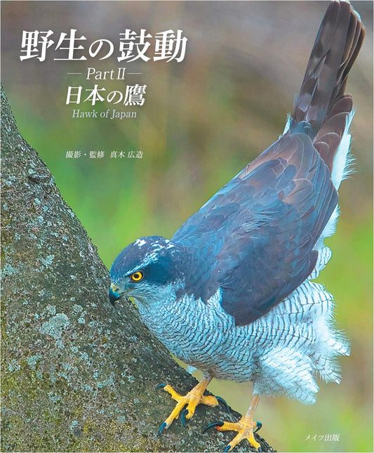 Wild Heartbeat Part II: Hawks of Japan