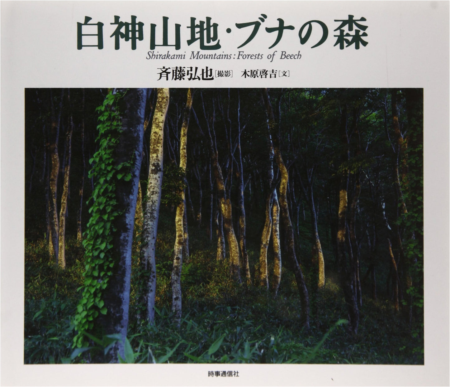Shirakami Mountains: Beech Forest by Koya Saito