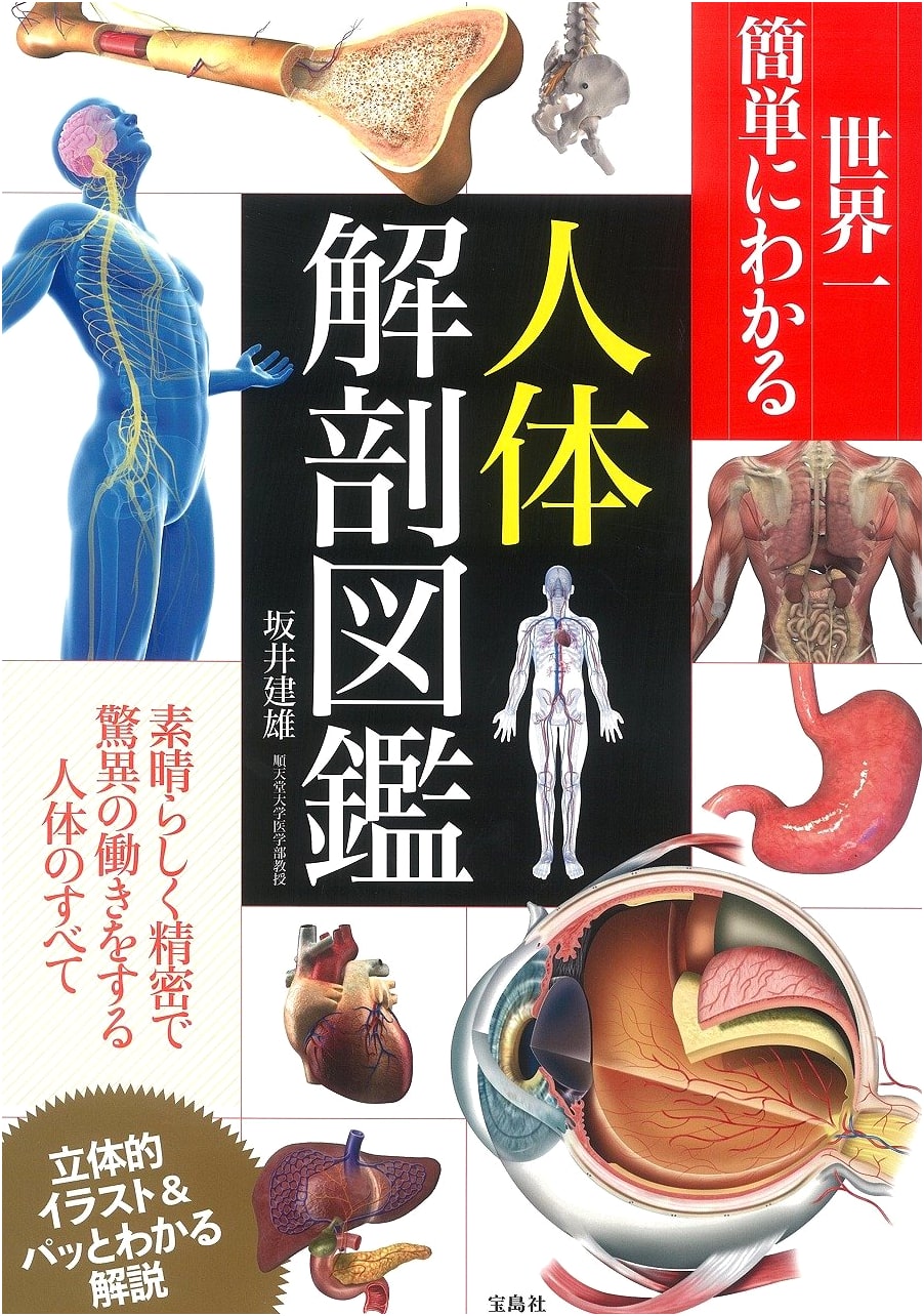 World's Easiest Illustrated Guide to Human Anatomy