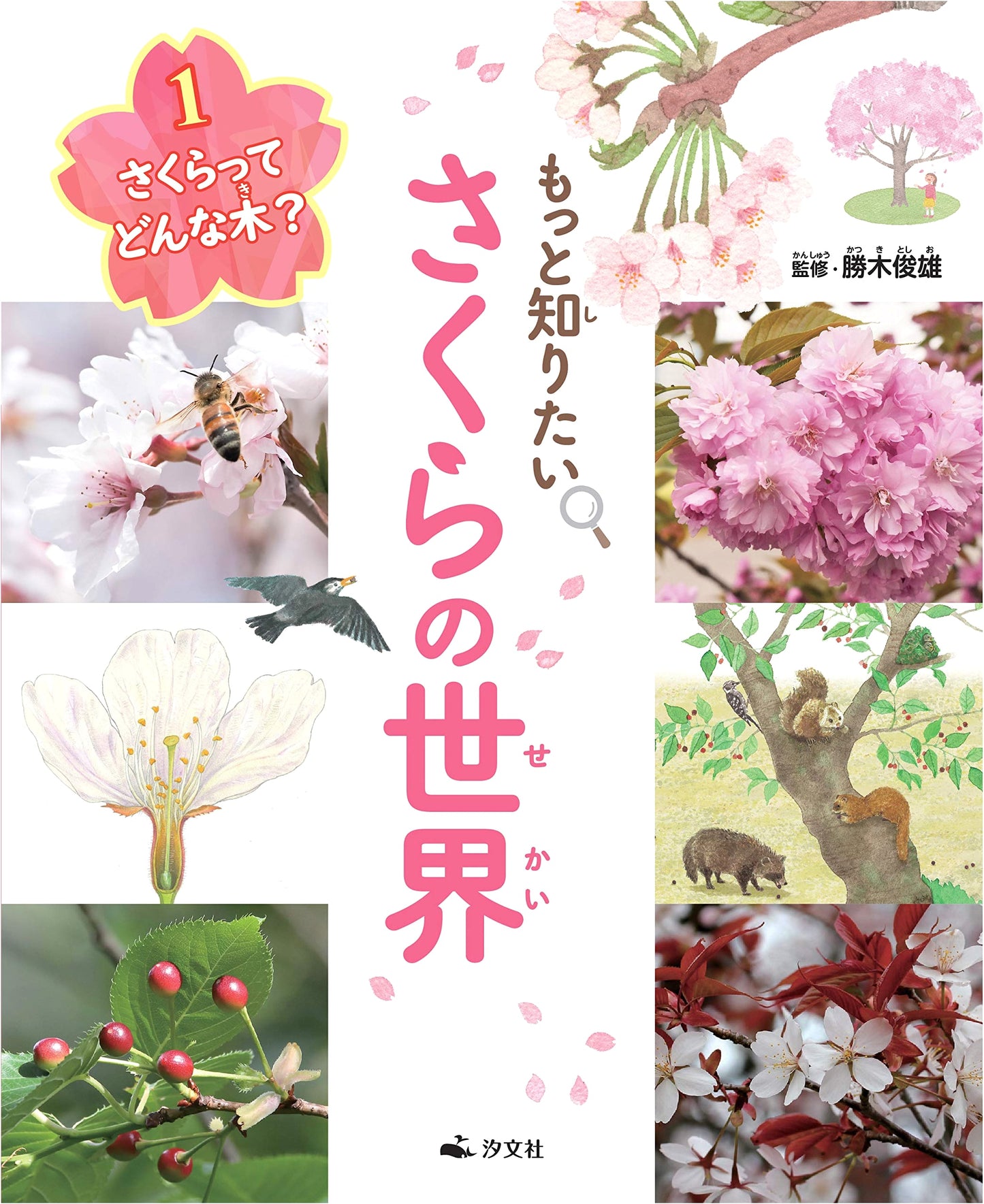 What Kind of Sakura Tree Is It? Discover the World of Cherry Blossoms