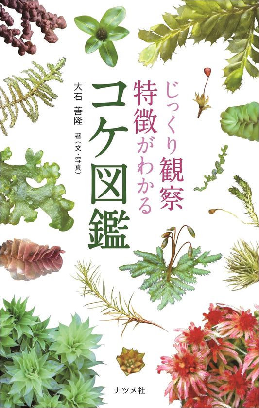 Detailed Observation: A Comprehensive Moss Field Guide